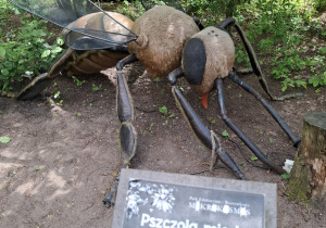Wielki eksponat owada.