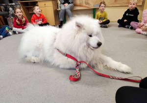 Dzieci doświadczają psa rasy samojed.
