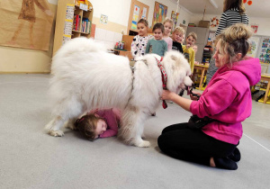 Dzieci doświadczają psa rasy samojed.