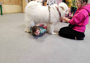 Dzieci doświadczają psa rasy samojed.