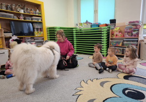 Prezentacja samojeda.