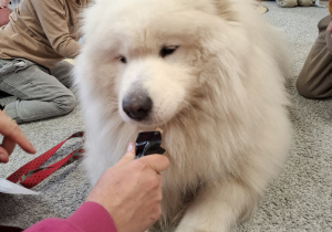Samojed je przysmaczek z tubki.