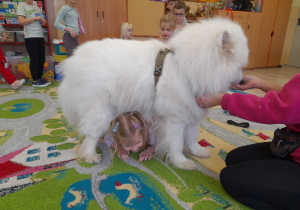 Dziecko przechodzi pod psem.