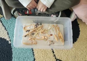 Szczątki dinozaura.