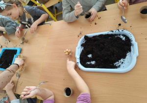 Dzieci sadzą cebulki w doniczkach.