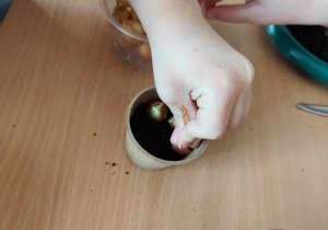 Dzieci sadzą cebulki w doniczkach.