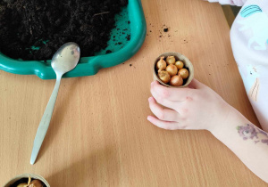 Dzieci sadzą cebulki w doniczkach.