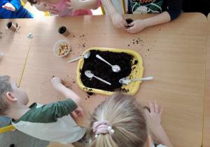 Dzieci sadzą cebulki w doniczkach.