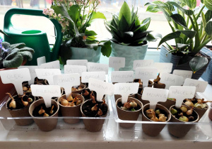 Dzieci sadzą cebulki w doniczkach.