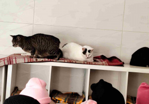 Dzieci oglądają siedzibę Kociej Szansy.