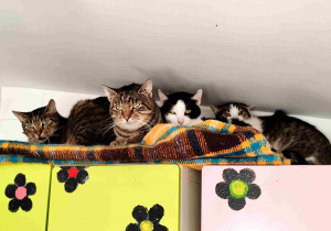 Dzieci oglądają siedzibę Kociej Szansy.