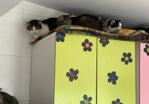 Dzieci oglądają siedzibę Kociej Szansy.