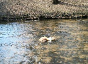 Grupa Sowy na imprezie POWITANIE WIOSNY.