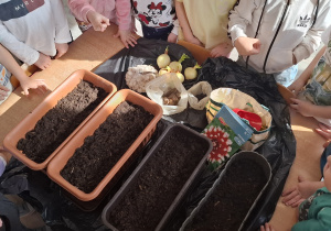 Dzieci sadzą cebulki roślin.