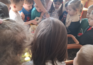 Dzieci sadzą cebulki roślin.