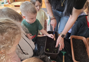Dzieci sadzą cebulki roślin.