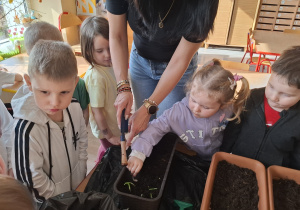 Dzieci sadzą cebulki roślin.