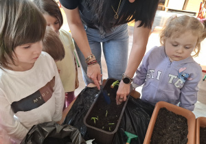 Dzieci sadzą cebulki roślin.