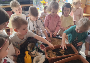 Dzieci sadzą cebulki roślin.
