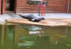 Przedszkolaki oglądają zoo w Borysewie.