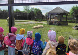 Przedszkolaki oglądają zoo w Borysewie.