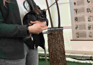 Przedszkolaki oglądają zoo w Borysewie.