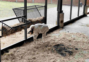 Przedszkolaki oglądają zoo w Borysewie.