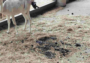 Przedszkolaki oglądają zoo w Borysewie.