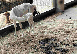 Przedszkolaki oglądają zoo w Borysewie.