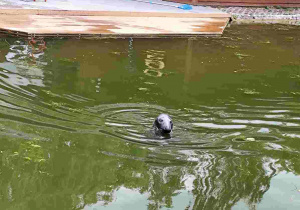 Przedszkolaki oglądają zoo w Borysewie.