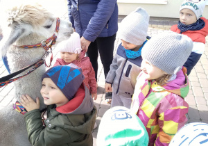 Dzieci bawią się z alpakami.
