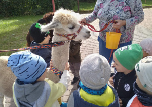 Dzieci bawią się z alpakami.