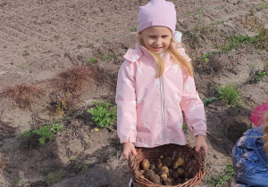 Dziewczynka zbiera ziemniaki w koszyk.
