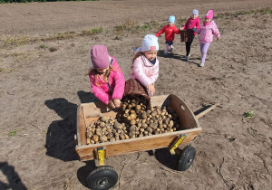 Dzieci zbierają ziemniaki do małego wozu drewnianego.