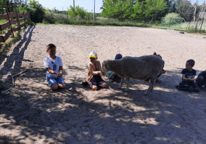 Dzieci w półkole karmią owcę ziarnami prosto z ręki.