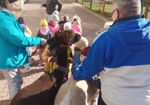 Dzieci przytulają się do alpak.