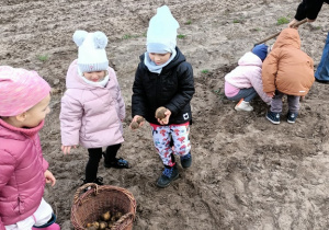 Dzieci zbierają ziemniaki na polu.
