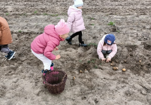Dzieci zbierają ziemniaki na polu.